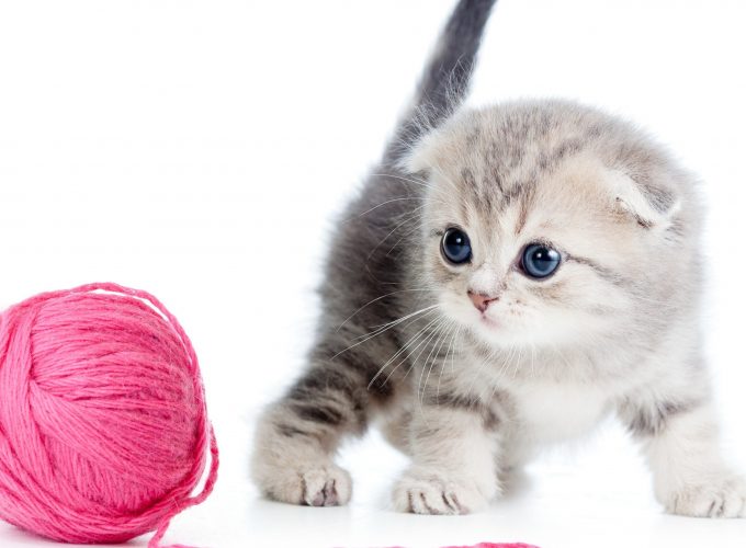Wallpaper kitten, cat, cute, 4k, Animals 5406414971